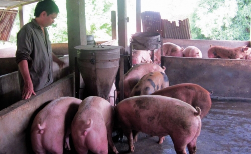 Chăn nuôi cũng phải hướng tới xuất khẩu