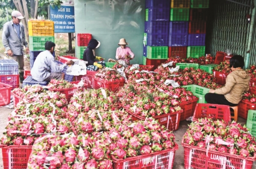 Thanh long được giá, người trồng phấn khởi Thanh long được giá, người trồng phấn khởi