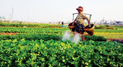 Kinh tế tập thể: Cần một hệ sinh thái để liên kết hiệu quả Kinh tế tập thể: Cần một hệ sinh thái để liên kết hiệu quả