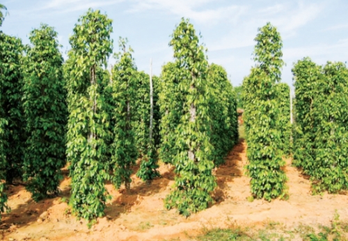 Chung tay gỡ khó cho người trồng hồ tiêu Chung tay gỡ khó cho người trồng hồ tiêu