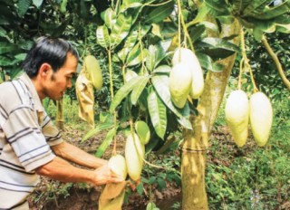 Chìa khóa để nông sản Việt tiếp cận thị trường châu Âu
