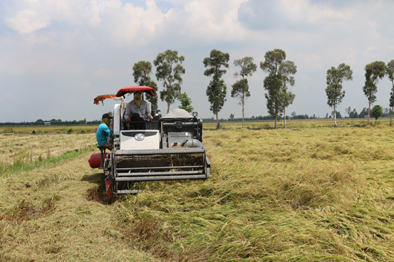 Agribank đảm bảo cung ứng đủ vốn cho doanh nghiệp kịp thời thu mua lúa, gạo