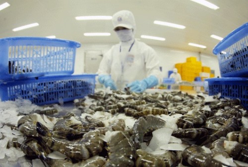 Hợp tác công – tư với ngành tôm Hợp tác công – tư với ngành tôm