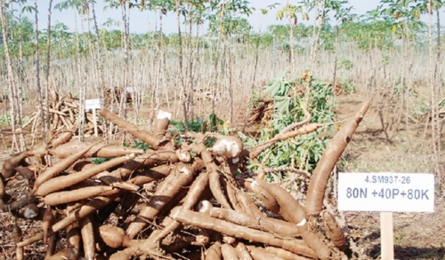 Xuất khẩu gặp khó, nông dân điêu đứng