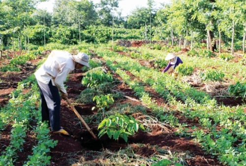 Siết lại  thị trường phân bón