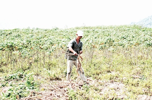 Bất cập từ tăng diện tích trồng sắn