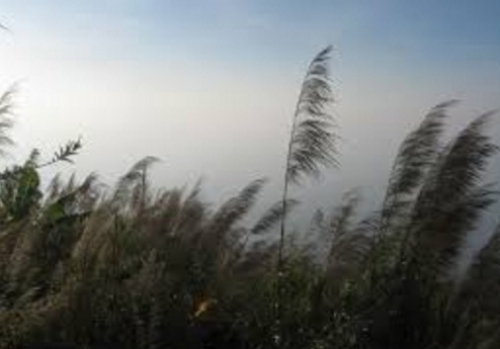 Hiu hiu gió mùa… Hiu hiu gió mùa…