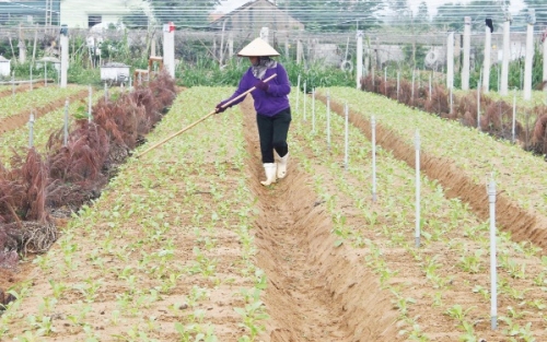 Khẳng định vị thế cho nông sản sạch