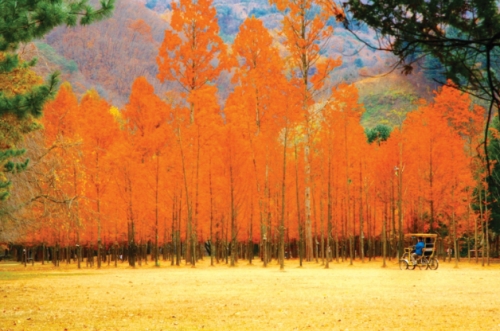 Sôi động trải nghiệm du lịch mùa thu