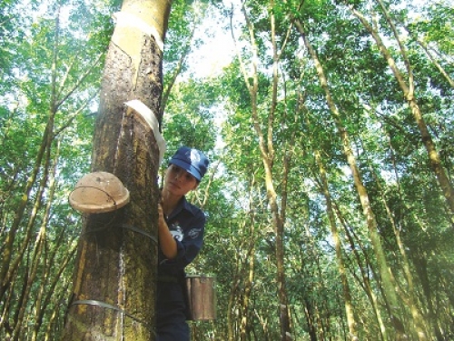 Cao su Việt “thấm đòn” thương mại Mỹ - Trung