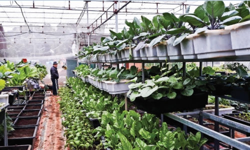 Thu hút đầu tư sản xuất nông sản sạch