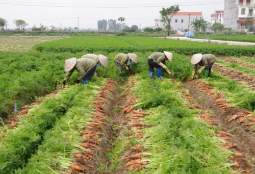 Chưa giải được bài toán xuất khẩu nông sản thô, giá trị gia tăng thấp