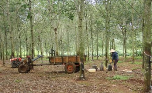 Giải cứu cây cao su