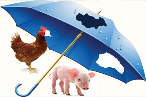 Bảo hiểm nông nghiệp: Đừng coi là “chìa khóa vạn năng”