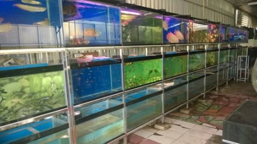 Doanh nghiệp cá cảnh: Phát triển theo hướng chuyên nghiệp