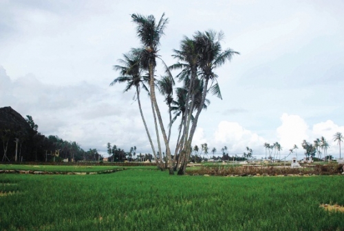 Nguy cơ mất thương hiệu tỏi Lý Sơn