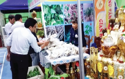 Vấn nạn sâm Ngọc Linh giả