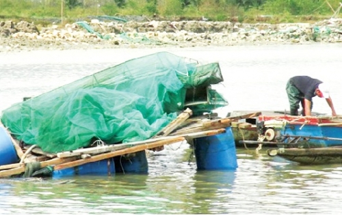 Người nuôi tôm “đắng lòng” sau bão