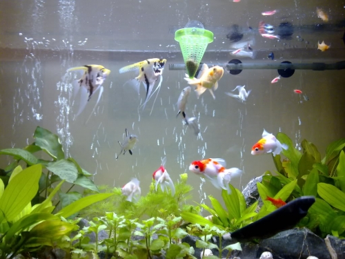 Khai thác tiềm năng ngành cá cảnh