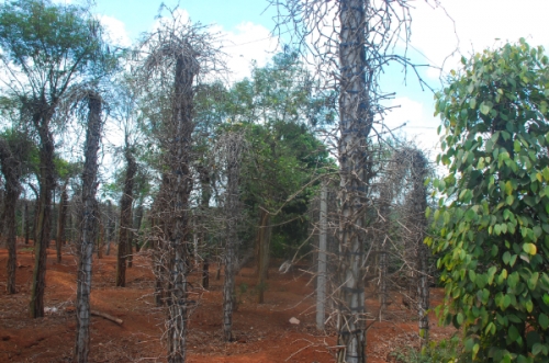 “Cái chết” đã được cảnh báo