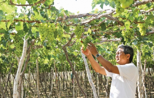 Tuyên chiến với nông sản giả nguồn gốc