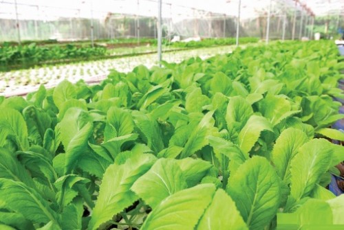 Đi thuê đất trồng rau Đi thuê đất trồng rau