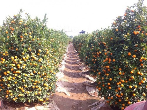 Làng hoa vào Tết