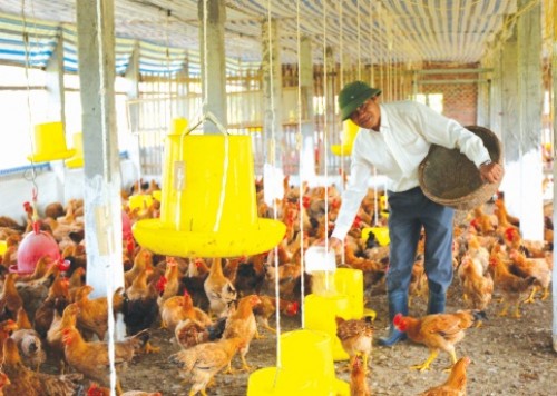 Khu chăn nuôi tập trung khó thu hút