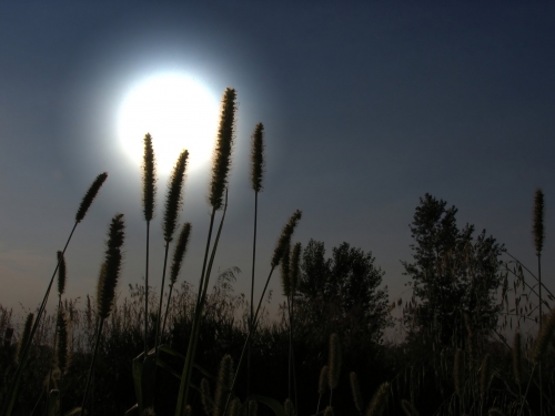 Khúc vĩ cầm của quê