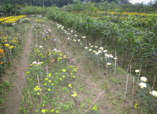 Ngậm ngùi theo hoa