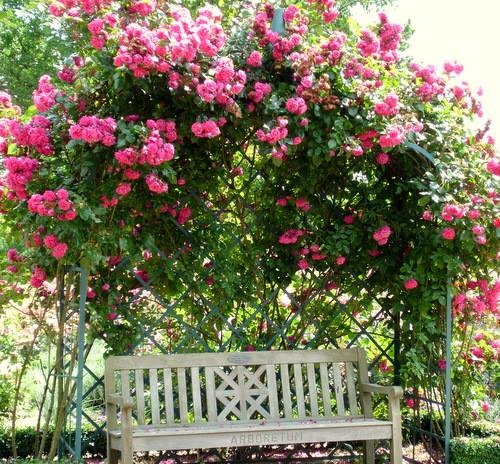 Cây cảnh bạc triệu chơi Tết