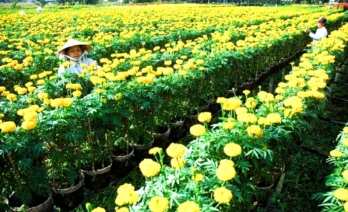 Hoa tết có thể đắt hàng