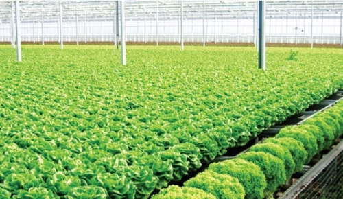 Đầu tư nông nghiệp công nghệ cao: Cuộc “chạy vượt rào” nhiều thách thức