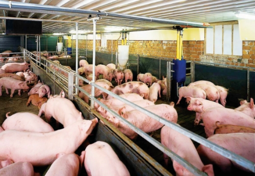 Cuối năm, giá thịt heo ít biến động