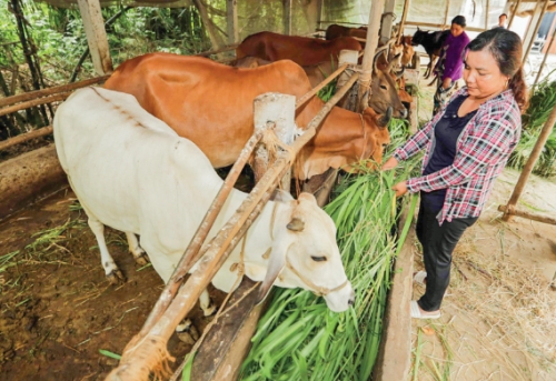 Tín dụng ưu đãi: Đòn bẩy thoát nghèo cho đồng bào thiểu số
