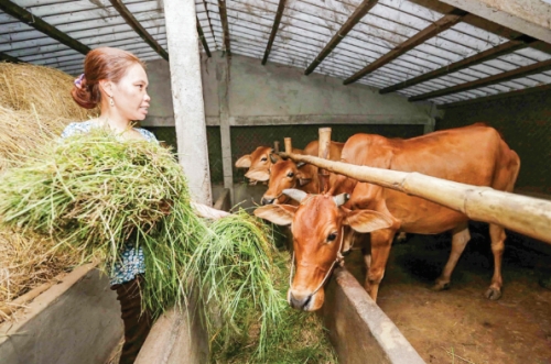Tín dụng ưu đãi: Đòn bẩy thoát nghèo cho đồng bào thiểu số