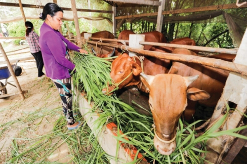 Tín dụng ưu đãi: Đòn bẩy thoát nghèo cho đồng bào thiểu số