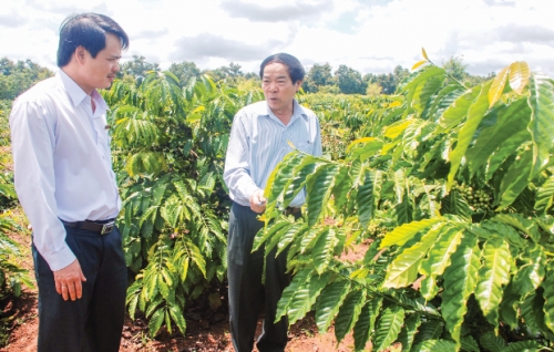 Agribank Đăk Lăk giúp nông dân làm giàu