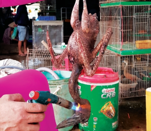 Thảng thốt tiếng chim trời