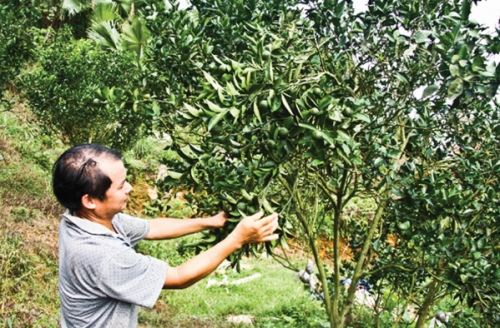 Nông sản sạch gian nan tìm đầu ra