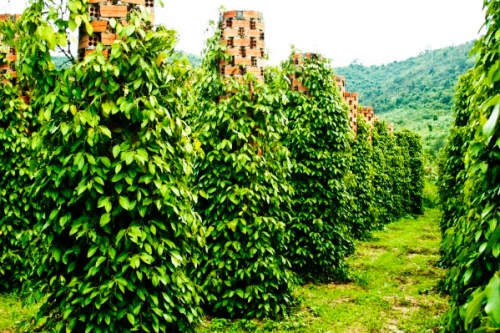 Ngành hồ tiêu gặp khó