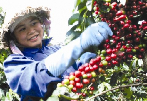 Vốn ngân hàng chảy mạnh vào Tây Nguyên