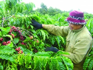 Tái canh cà phê: Nhìn từ bức tranh Lâm Đồng