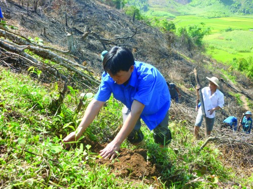 Cách tiếp cận mới trong đầu tư phát triển rừng Cách tiếp cận mới trong đầu tư phát triển rừng