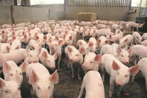 Nông dân trăm nỗi xót xa Nông dân trăm nỗi xót xa