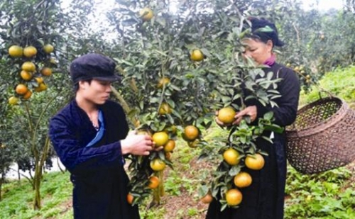 Agribank thúc đẩy kinh tế vùng