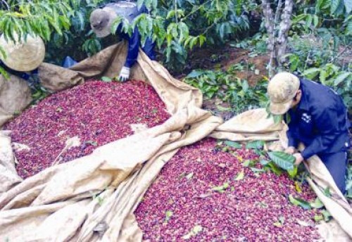 Vì sao vốn tái canh cà phê chững lại