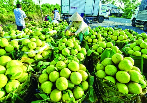 Chắp cánh nông nghiệp công nghệ cao