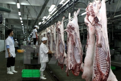 Sóng gió với giá lợn