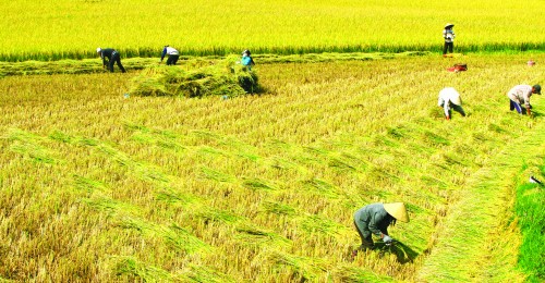 Sản xuất theo chuỗi: Ngân hàng đóng vai trò quan trọng